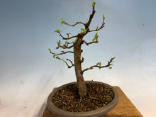 Load image into Gallery viewer, Chinese Quince 005