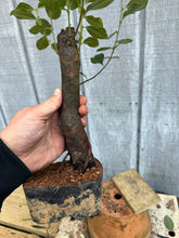 Load image into Gallery viewer, Chinese Quince #8