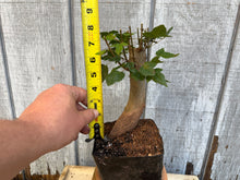 Load image into Gallery viewer, Trident Maple #1