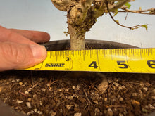 Load image into Gallery viewer, Zelkova, Japanese Import 003
