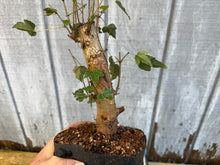 Load image into Gallery viewer, Trident Maple #6