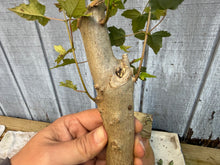 Load image into Gallery viewer, Trident Maple #23
