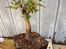 Load image into Gallery viewer, Trident Maple #3