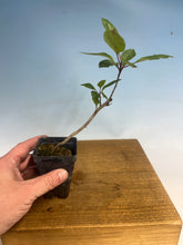 Load image into Gallery viewer, Japanese Flowering Crabapple