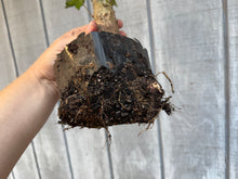 Load image into Gallery viewer, Trident Maple #8