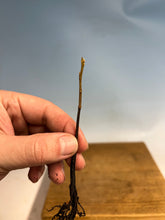 Load image into Gallery viewer, Japanese Persimmon-Bare Root