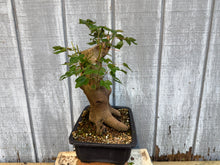 Load image into Gallery viewer, Trident Maple #49