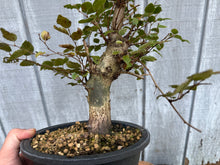 Load image into Gallery viewer, Korean Hornbeam, Carpinus Koreana