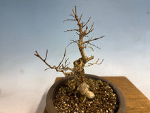 Load image into Gallery viewer, Zelkova, Japanese Import 001
