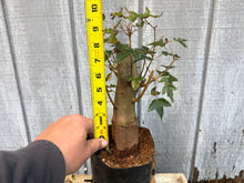 Load image into Gallery viewer, Trident Maple #19