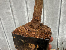 Load image into Gallery viewer, Trident Maple #37