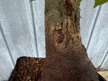Load image into Gallery viewer, Zelkova, Japanese Grey Bark Elm #19