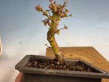 Load image into Gallery viewer, Kotohime Japanese Maple-002