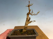 Load image into Gallery viewer, Trident Maple 004
