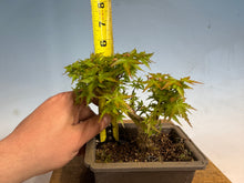 Load image into Gallery viewer, Kotohime Japanese Maple-012