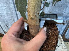 Load image into Gallery viewer, Trident Maple #6
