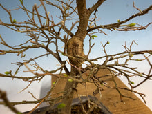 Load image into Gallery viewer, Chinese Hackberry, Celtis 001