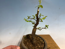 Load image into Gallery viewer, Chinese Quince 010