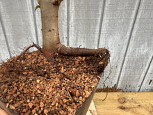 Load image into Gallery viewer, Zelkova, Japanese Grey Bark Elm #7