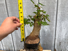 Load image into Gallery viewer, Trident Maple #41