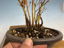 Load image into Gallery viewer, Japanese Maple Clump 001-11 Trees