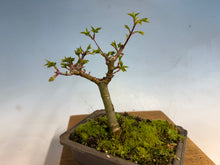 Load image into Gallery viewer, Shishigashira Japanese Maple 002