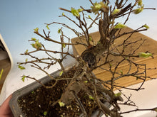 Load image into Gallery viewer, Zelkova, Japanese Grey Bark Elm 003