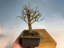Load image into Gallery viewer, Zelkova, Japanese Grey Bark Elm 003