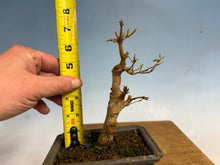 Load image into Gallery viewer, Trident Maple 004