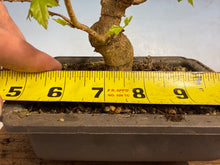 Load image into Gallery viewer, Trident Maple 006