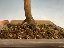 Load image into Gallery viewer, Japanese Maple 002