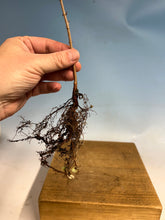 Load image into Gallery viewer, Amur Maple Bare Root 3 year, 10-12”