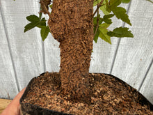 Load image into Gallery viewer, Trident Maple #35