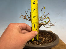 Load image into Gallery viewer, Zelkova, Japanese Import 003