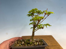 Load image into Gallery viewer, Shishigashira Japanese Maple 014