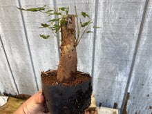 Load image into Gallery viewer, Trident Maple #4