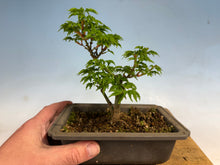 Load image into Gallery viewer, Shishigashira Japanese Maple 012