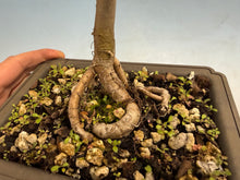 Load image into Gallery viewer, Chinese Elm, Root Cutting 001