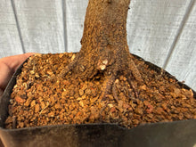 Load image into Gallery viewer, Trident Maple #18