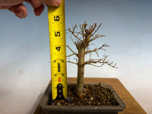 Load image into Gallery viewer, Zelkova, Japanese Grey Bark Elm 007
