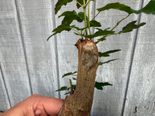 Load image into Gallery viewer, Trident Maple #32