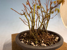 Load image into Gallery viewer, Japanese Maple Clump 002 13 Trees
