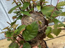 Load image into Gallery viewer, Zelkova, Japanese Grey Bark Elm #20