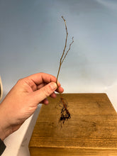 Load image into Gallery viewer, Zelkova Serrata, Japanese Grey Bark Elm- Standard 6-10”