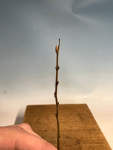 Load image into Gallery viewer, Korean Hornbeam Bare Root- Standard 3-5”