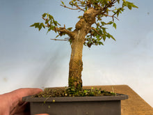 Load image into Gallery viewer, Trident Maple 007