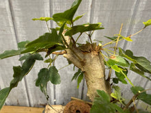 Load image into Gallery viewer, Trident Maple #14