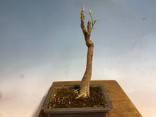 Load image into Gallery viewer, Japanese Wisteria 009-old one!