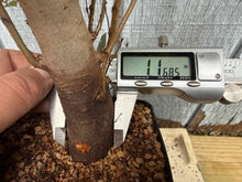 Load image into Gallery viewer, Zelkova, Japanese Grey Bark Elm #9