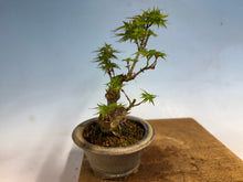 Load image into Gallery viewer, Kotohime Japanese Maple-007 Var. Dwarf Goshiki